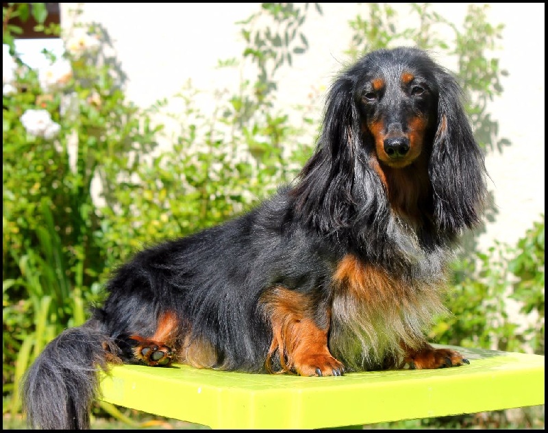 Indiana love de Massugeon