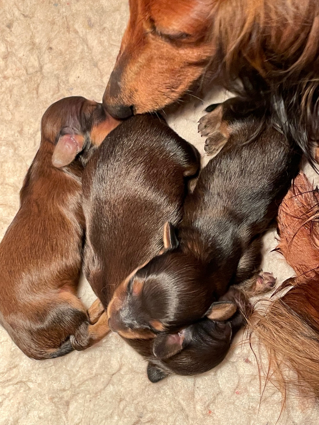 de Massugeon - Teckel poil long - Portée née le 12/02/2026