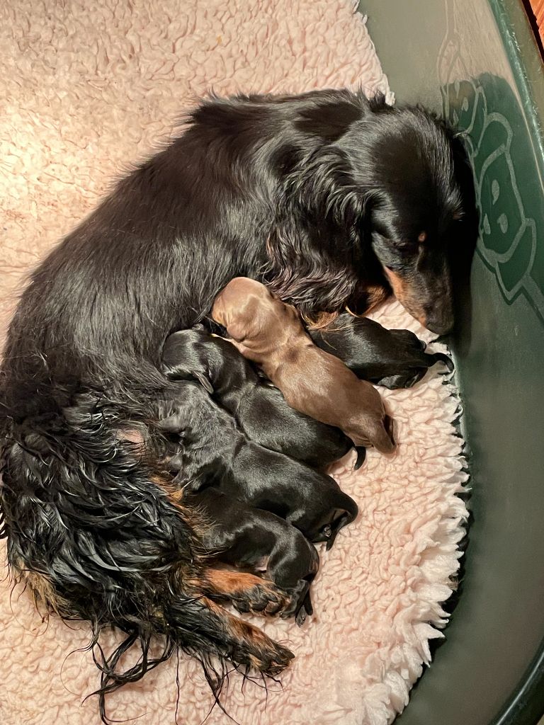 Chiot Teckel poil long de Massugeon